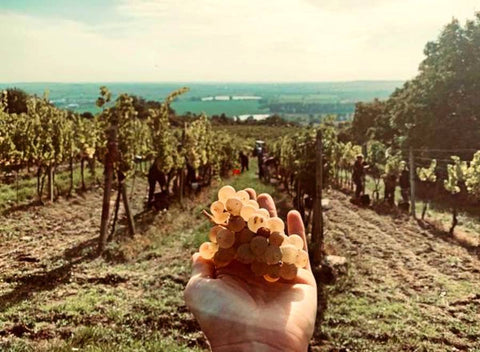 Perlivé Tempranillo a ďalšie novinky!