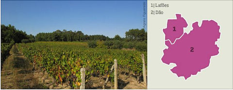 PORTUGALSKO - Bairrada a Dao