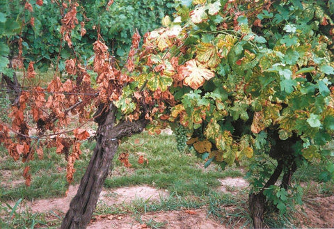 Nekróza viniča