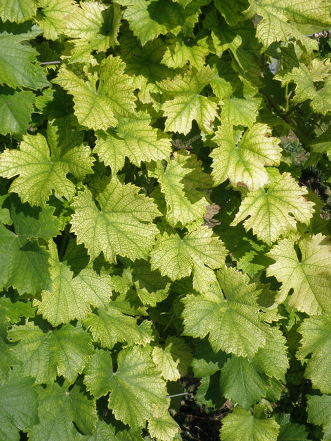 Chloróza viniča