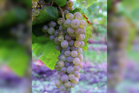 Chardonnay - popis odrody