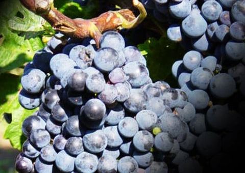 Cabernet Sauvignon - popis odrody