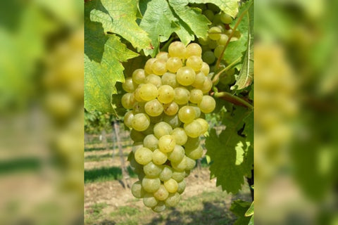 Müller-Thurgau - popis odrody