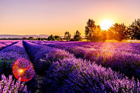 Top ružové víno z Provence