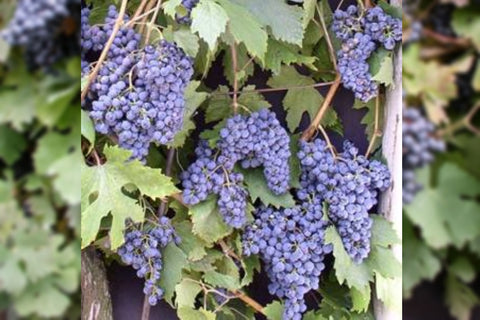 Rudava - popis odrody