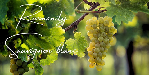 Rozmanitý Sauvignon blanc