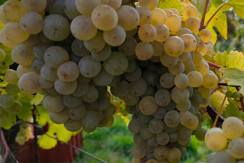 Trendové/netrendové Chardonnay a podoby Veltlínu?